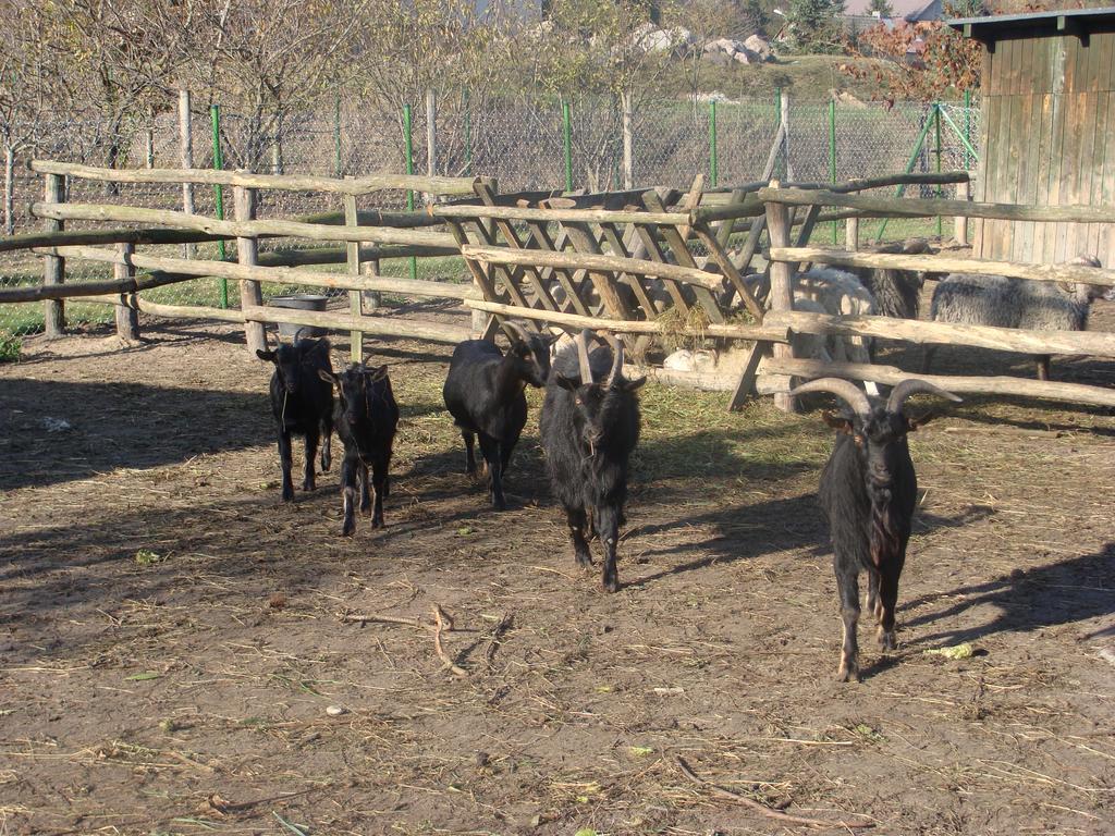 Gospodarstwo Agroturystyczne Ania I Filip Izabelin  Dış mekan fotoğraf